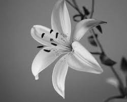 Lily